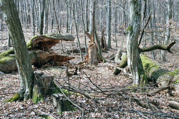 Zlatníky, 31.3.2004
Kulháň.



Klíčová slova: Zlatníky Kulháň