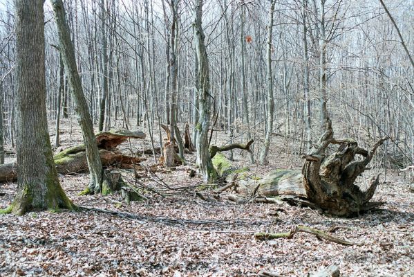 Zlatníky, 31.3.2004
Kulháň.



Mots-clés: Zlatníky Kulháň