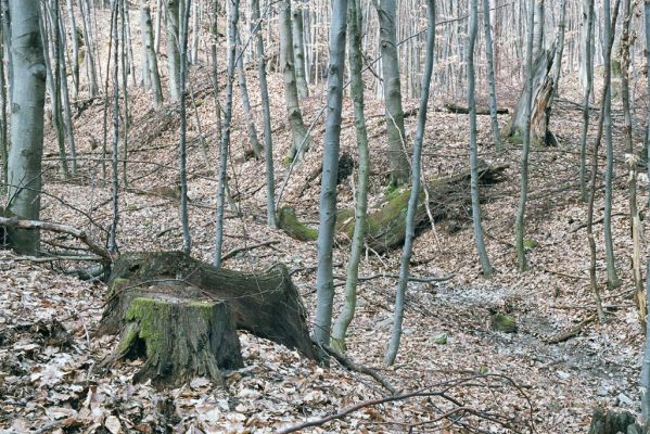 Zlatníky, 31.3.2004
Kulháň.



Klíčová slova: Zlatníky Kulháň