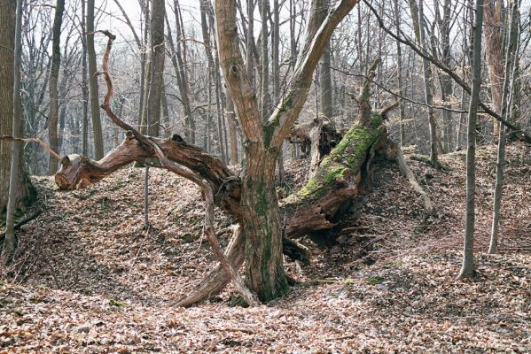 Zlatníky, 31.3.2004
Kulháň.



Klíčová slova: Zlatníky Kulháň