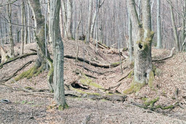 Zlatníky, 31.3.2004
Kulháň.



Klíčová slova: Zlatníky Kulháň