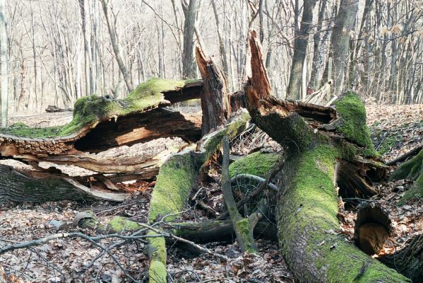 Zlatníky, 31.3.2004
Kulháň.



Klíčová slova: Zlatníky Kulháň Elater ferrugineus