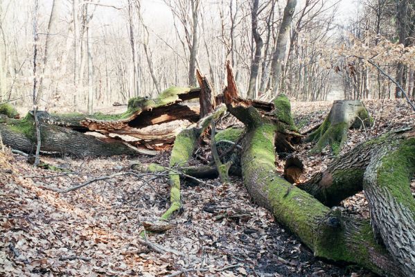 Zlatníky, 31.3.2004
Kulháň.



Klíčová slova: Zlatníky Kulháň Elater ferrugineus