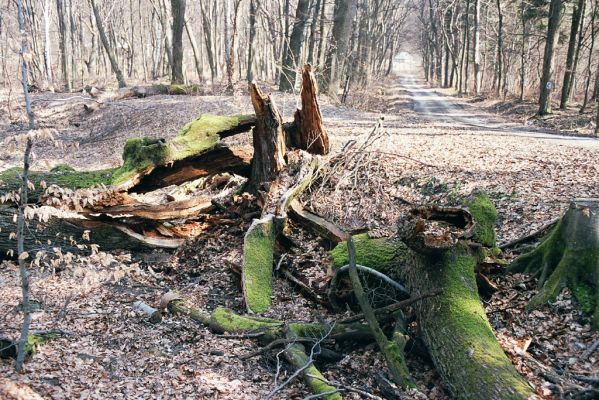 Zlatníky, 31.3.2004
Kulháň.



Klíčová slova: Zlatníky Kulháň