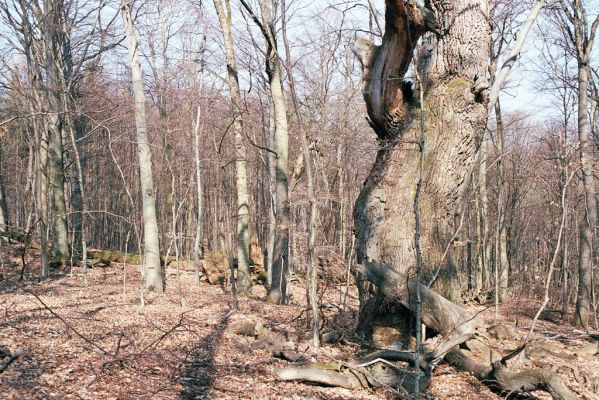 Zlatníky, 31.3.2004
Kulháň.



Schlüsselwörter: Zlatníky Kulháň