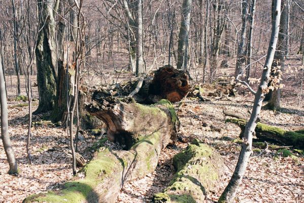 Zlatníky, 31.3.2004
Kulháň.



Klíčová slova: Zlatníky Kulháň