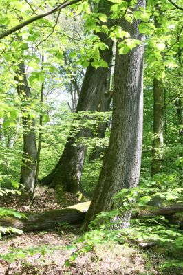 Zlatníky, 9.5.2016
Kulháň.
Schlüsselwörter: Zlatníky Kulháň