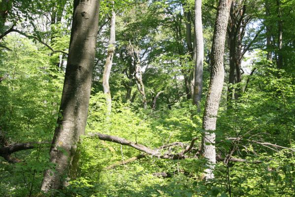 Zlatníky, 9.5.2016
Kulháň.
Klíčová slova: Zlatníky Kulháň