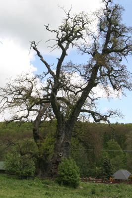 Zlatníky, 9.5.2016
Kulháň.
Klíčová slova: Zlatníky Kulháň