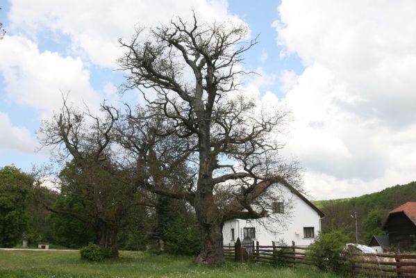 Zlatníky, 9.5.2016
Kulháň.
Klíčová slova: Zlatníky Kulháň