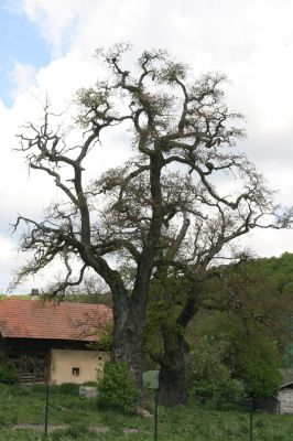 Zlatníky, 9.5.2016
Kulháň.
Klíčová slova: Zlatníky Kulháň