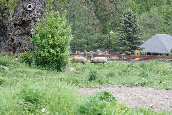 Zlatníky, 9.5.2016
Kulháň.
Klíčová slova: Zlatníky Kulháň