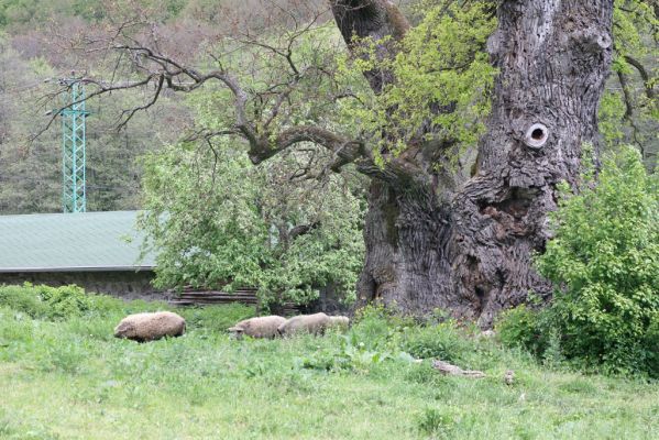 Zlatníky, 9.5.2016
Kulháň.
Mots-clés: Zlatníky Kulháň