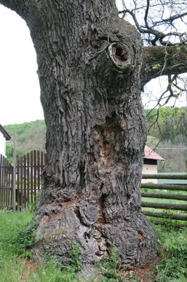 Zlatníky, 9.5.2016
Kulháň.
Klíčová slova: Zlatníky Kulháň