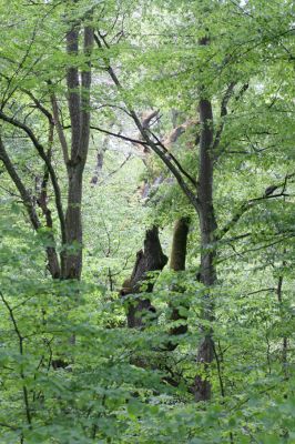 Zlatníky, 9.5.2016
Kulháň.
Mots-clés: Zlatníky Kulháň