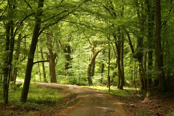 Zlatníky, 9.5.2016
Kulháň.
Klíčová slova: Zlatníky Kulháň