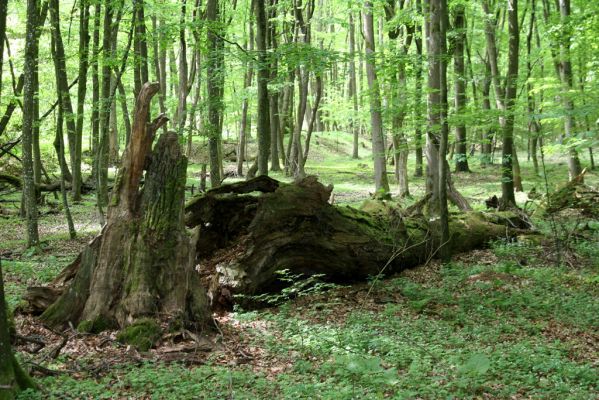 Zlatníky, 9.5.2016
Kulháň.
Klíčová slova: Zlatníky Kulháň