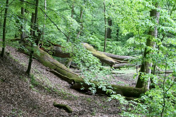 Zlatníky, 9.5.2016
Kulháň.
Klíčová slova: Zlatníky Kulháň