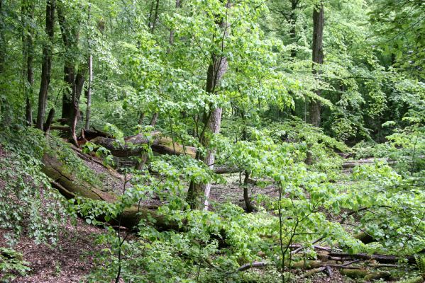 Zlatníky, 9.5.2016
Kulháň.
Klíčová slova: Zlatníky Kulháň