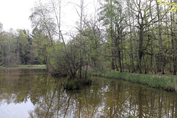 Kunčice, 1.5.2023
Obora, rybník Žid.
Keywords: Kunčice obora rybník Žid