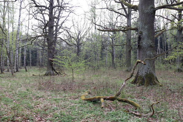 Kunčice, 1.5.2023
Obora, rybník Žid.
Keywords: Kunčice obora rybník Žid