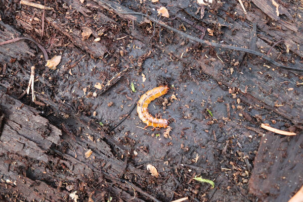 Kunčice, 1.5.2023
Obora, rybník Žid. Larva lesáka Cucujus cinnaberinus.
Schlüsselwörter: Kunčice obora rybník Žid
