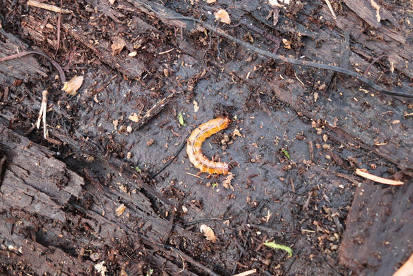 Kunčice, 1.5.2023
Obora, rybník Žid. Larva lesáka Cucujus cinnaberinus.
Mots-clés: Kunčice obora rybník Žid