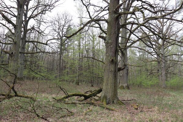 Kunčice, 1.5.2023
Obora, rybník Žid.
Keywords: Kunčice obora rybník Žid