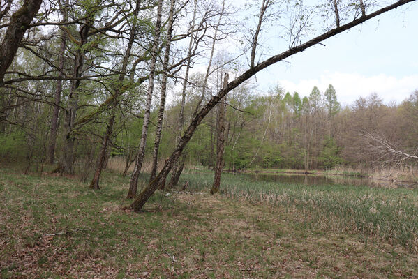 Kunčice, 1.5.2023
Obora, rybník Žid.
Mots-clés: Kunčice obora rybník Žid