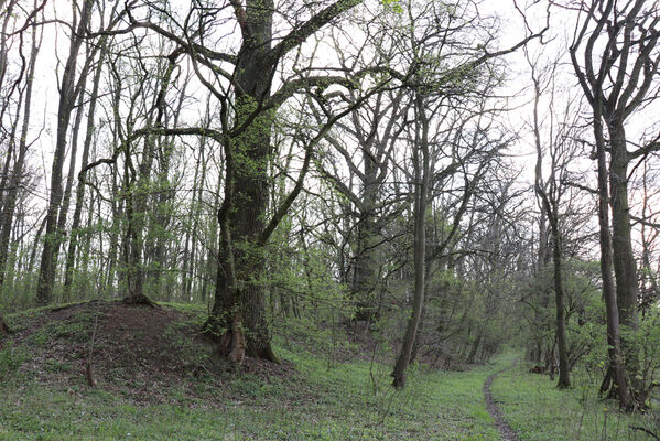 Kunčice, 26.4.2022
Stýskal - dubová alej. 
Schlüsselwörter: Kunčice Stýskal dubová alej