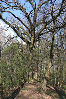 Kunčice, 26.4.2022
Stýskal - dubová alej. 
Keywords: Kunčice Stýskal dubová alej