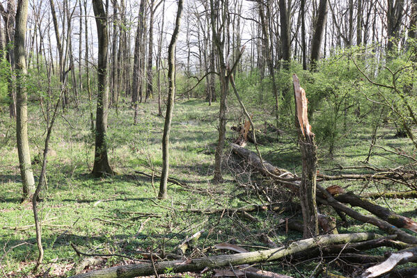 Kunčice, 26.4.2022
Stýskal - dubová alej. 
Schlüsselwörter: Kunčice Stýskal dubová alej