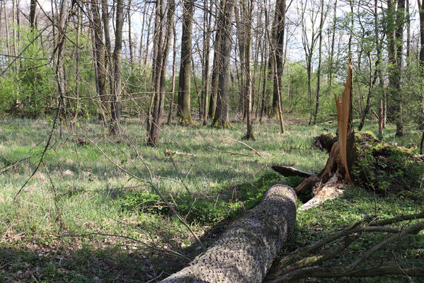 Kunčice, 26.4.2022
Stýskal - dubová alej. 
Mots-clés: Kunčice Stýskal dubová alej