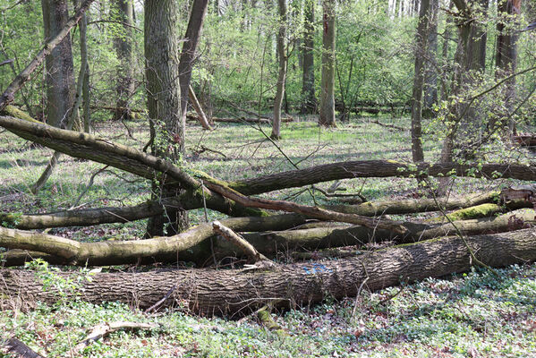 Kunčice, 26.4.2022
Stýskal - dubová alej. 
Keywords: Kunčice Stýskal dubová alej