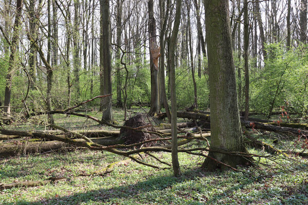 Kunčice, 26.4.2022
Stýskal - dubová alej. 
Klíčová slova: Kunčice Stýskal dubová alej