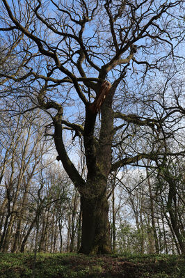 Kunčice, 26.4.2022
Stýskal - dubová alej. 
Keywords: Kunčice Stýskal dubová alej