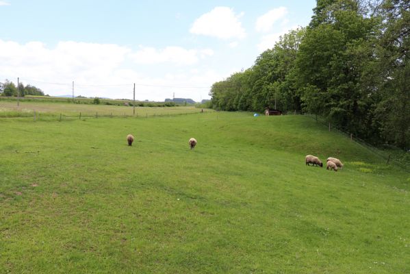 Letohrad, 31.5.2019
Kunčice, pastvina u Tiché Orlice.
Schlüsselwörter: Letohrad Kunčice/Verměřovice pastvina