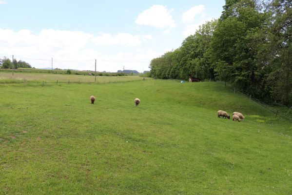 Letohrad, 31.5.2019
Kunčice, pastvina u Tiché Orlice.
Keywords: Letohrad Kunčice/Verměřovice pastvina