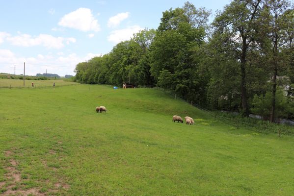 Letohrad, 31.5.2019
Kunčice, pastvina u Tiché Orlice.
Klíčová slova: Letohrad Kunčice/Verměřovice pastvina