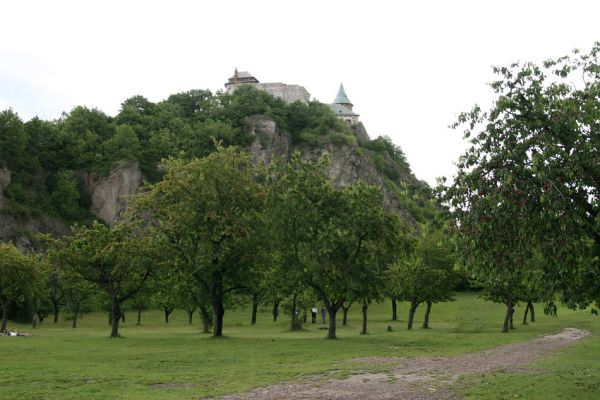 Kunětická Hora, 7.6.2009
Třešňovka v bývalém lomu na jižním úpatí Kunětické Hory. Oblíbené výletní místo pardubických občanů a zároveň i oblíbený biotop krasce třešňového.
Keywords: Pardubice Kunětická Hora Anthaxia candens