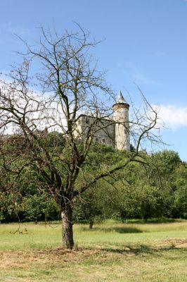 Kunětická Hora, 7.6.2009
Třešňovka na jižním svahu Kunětické Hory. 
Klíčová slova: Pardubice Kunětická Hora Anthaxia candens