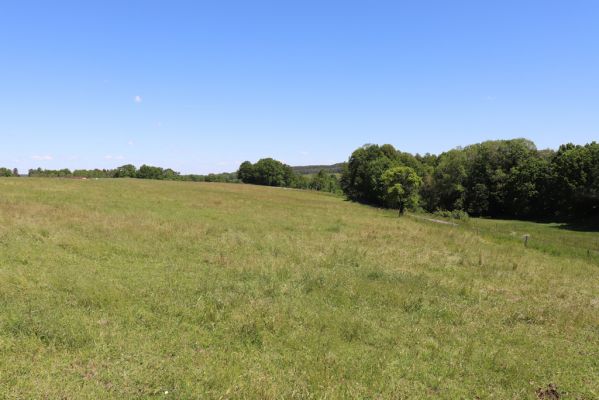 Kunratice, 29.5.2020
Pastvina severně od obce - biotop drabčíka Emus hirtus. 
Klíčová slova: Kunratice Emus hirtus