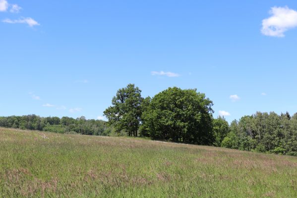 Kunratice, 29.5.2020
Dubový lesík nad silnicí k Vísce.
Klíčová slova: Kunratice les Agriotes pallidulus