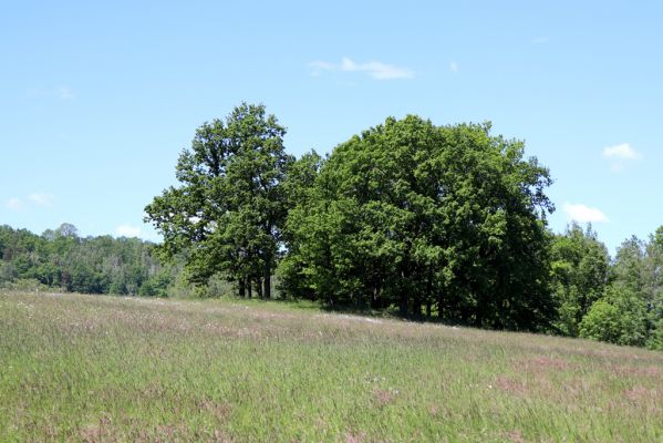 Kunratice, 29.5.2020
Listnatý lesík.
Klíčová slova: Kunratice Agriotes pallidulus