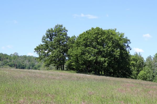 Kunratice, 29.5.2020
Dubový lesík nad silnicí k Vísce.
Schlüsselwörter: Kunratice les Agriotes pallidulus