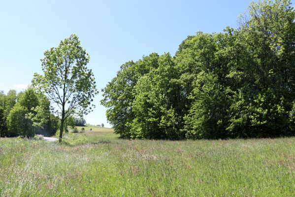 Kunratice, 29.5.2020
Dubový lesík nad silnicí k Vísce.
Keywords: Kunratice les Agriotes pallidulus Pedostrangalia revestita