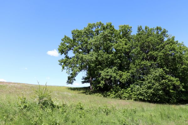 Kunratice, 29.5.2020
Listnatý lesík.
Mots-clés: Kunratice Agriotes pallidulus