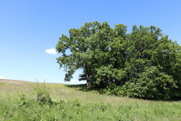 Kunratice, 29.5.2020
Dubový lesík nad silnicí k Vísce. 
Klíčová slova: Kunratice les Agriotes pallidulus