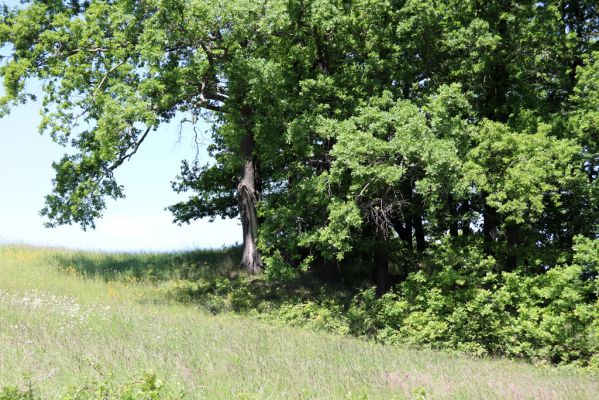 Kunratice, 29.5.2020
Dubový lesík nad silnicí k Vísce. Biotop kovaříka Agriotes pallidulus.
Klíčová slova: Kunratice les Agriotes pallidulus