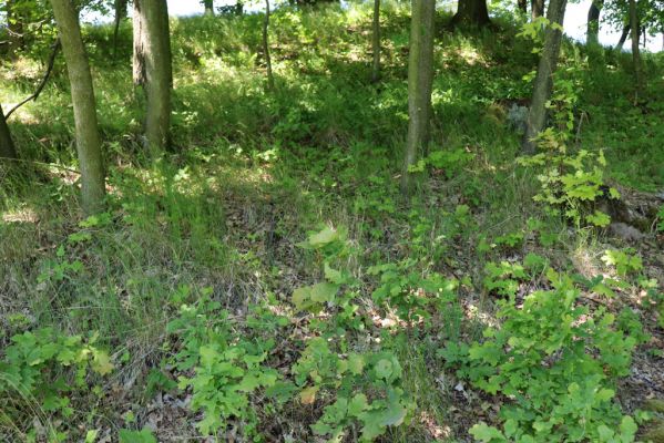 Kunratice, 29.5.2020
Dubový lesík nad silnicí k Vísce. Biotop kovaříka Agriotes pallidulus.
Schlüsselwörter: Kunratice les Agriotes pallidulus